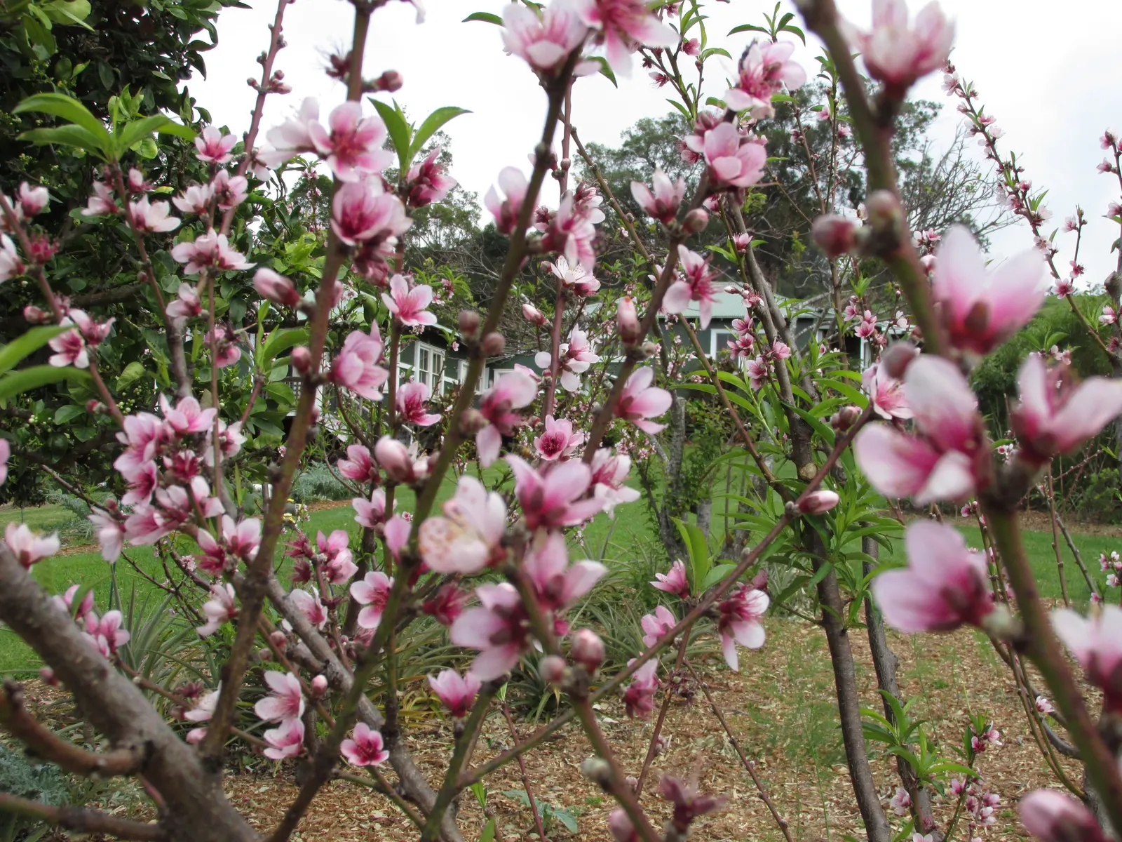 Edible Peach (Prunus Persica) — this tree typically reaches 15 to 25 feet in height and broadens to a canopy spread of similar dimensions, image 79