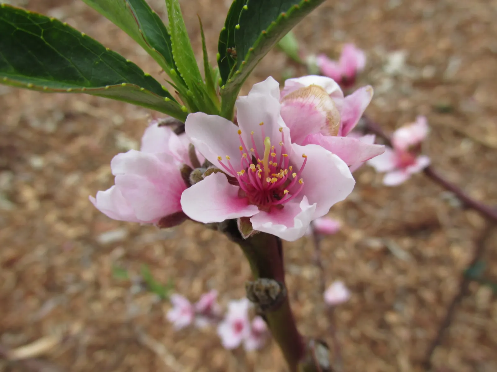 Edible Peach (Prunus Persica) — pink flowers in the garden