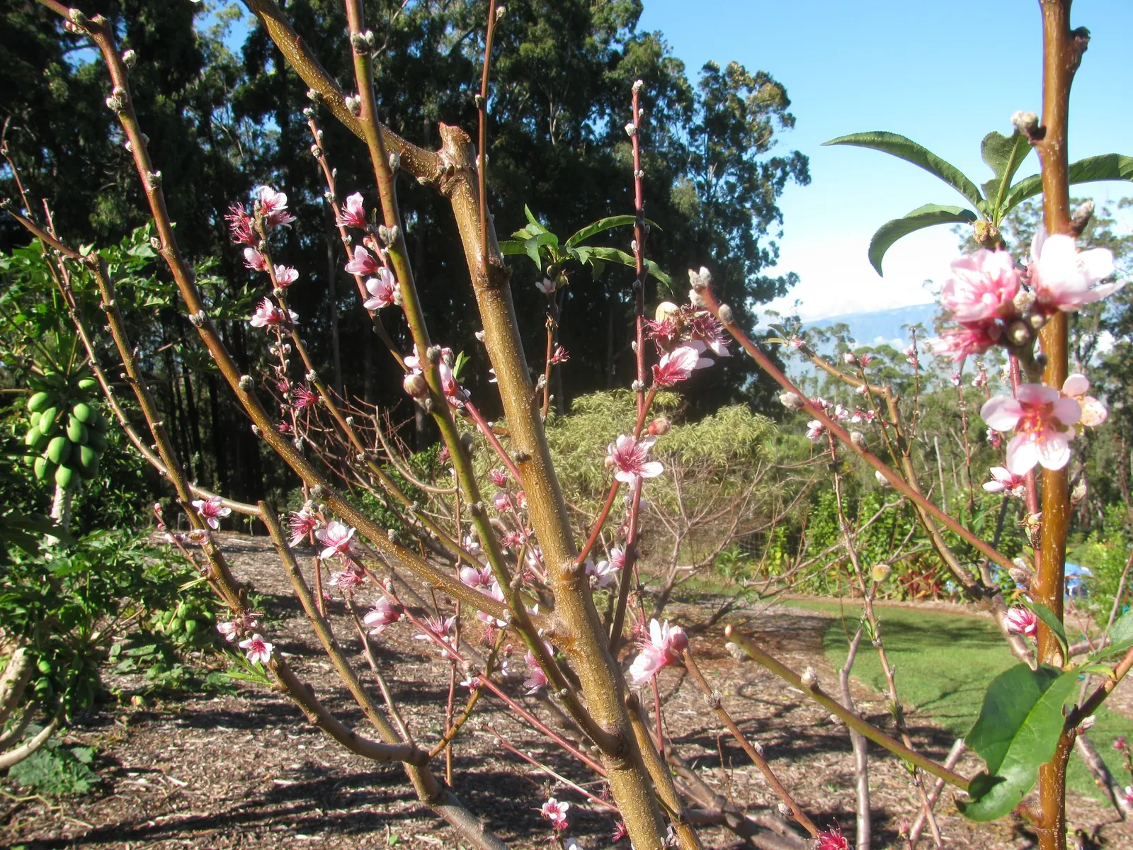 Edible Peach (Prunus Persica) — but typically 1 inch of water per week is recommended