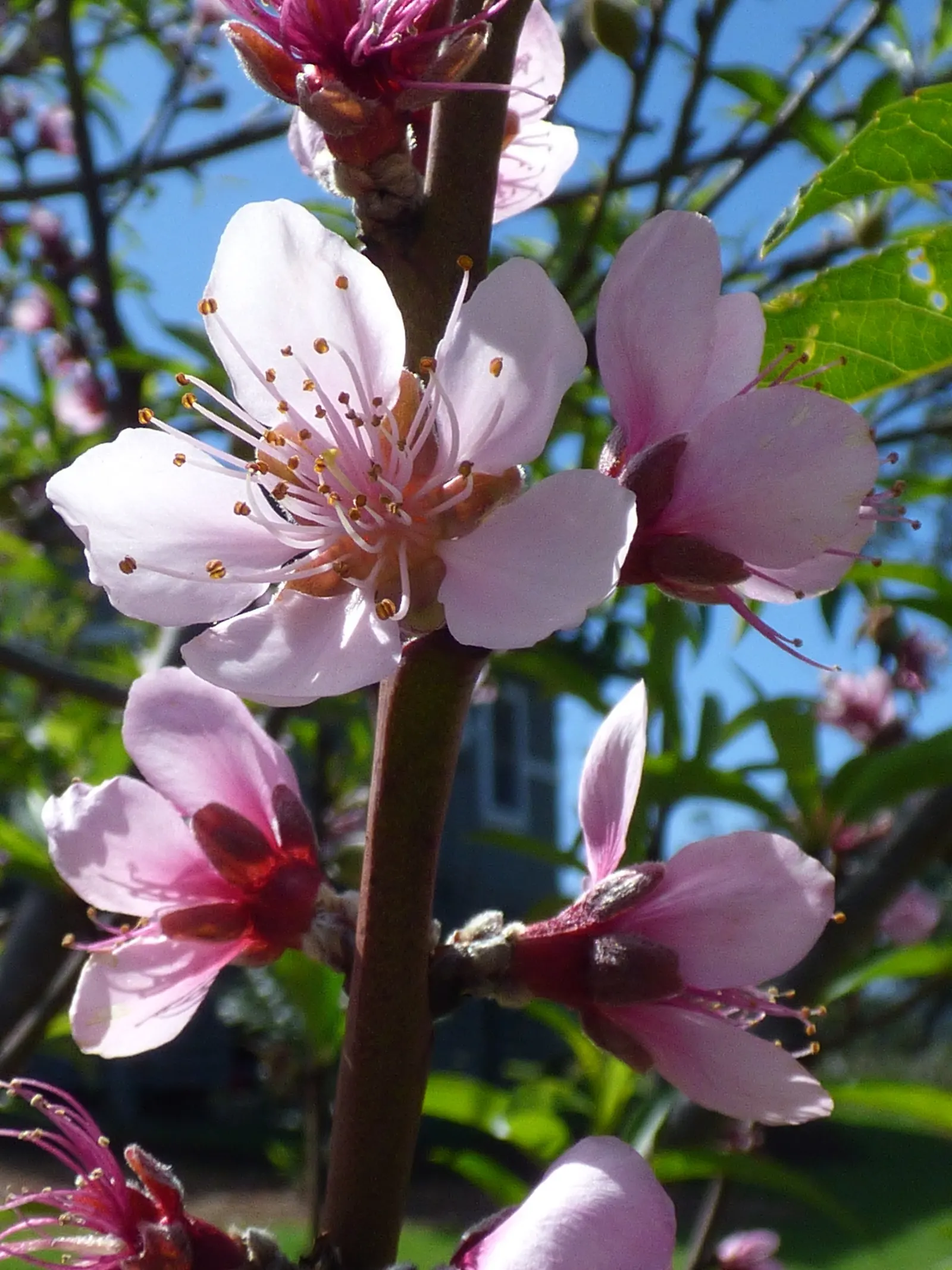 Edible Peach (Prunus Persica) — Mature trees reach 15-25 feet in height with an equal spread; and sweet flavor.<br><br>To ensure a bountiful harvest, image 72