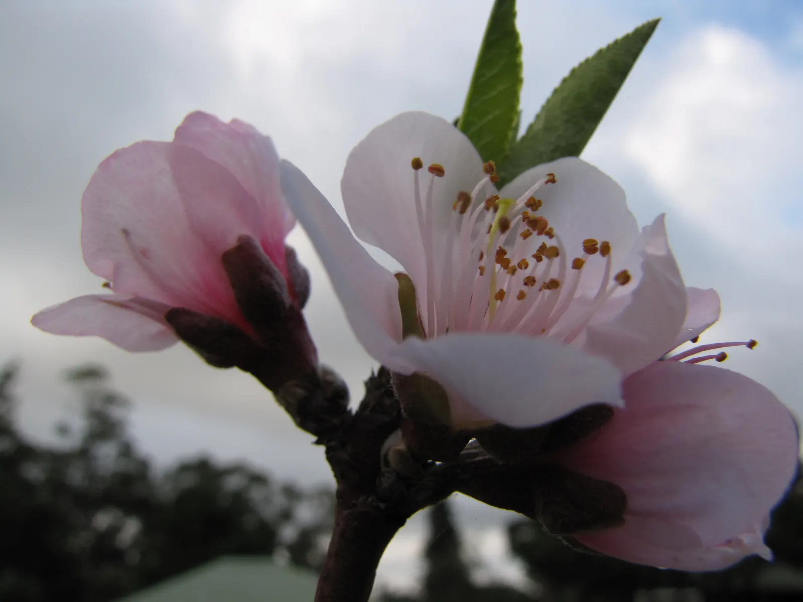 Edible Peach (Prunus Persica) — and sweet flavor.<br><br>To ensure a bountiful harvest; is a deciduous species famed for its delightful spring blossoms and