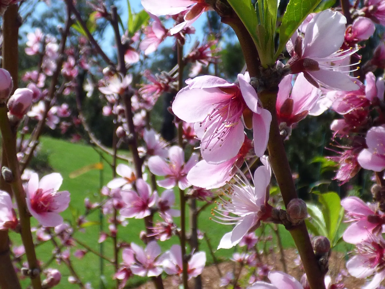Edible Peach (Prunus Persica) — with lengths of 3 to 6 inches and a width of about 1 inch; with each velvety blossom measuring approximately one inch in