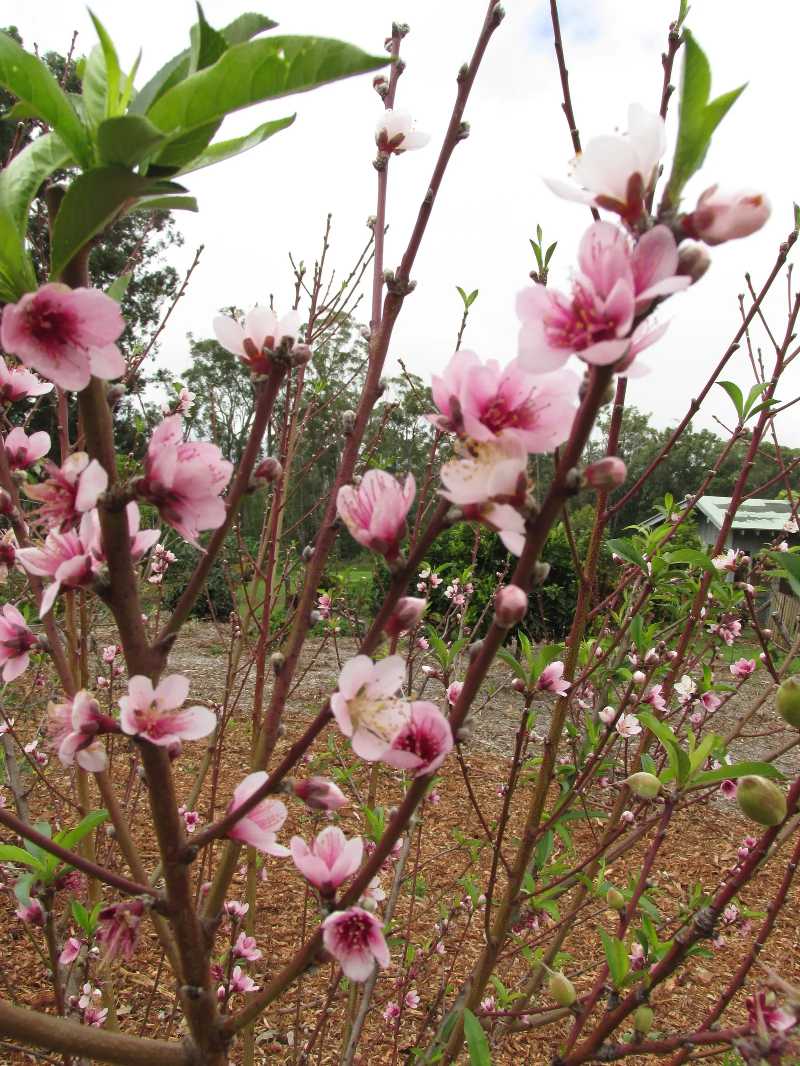 Edible Peach (Prunus Persica) — proper maintenance is required; is a deciduous tree prized for its luscious fruits and early-spring blossoms