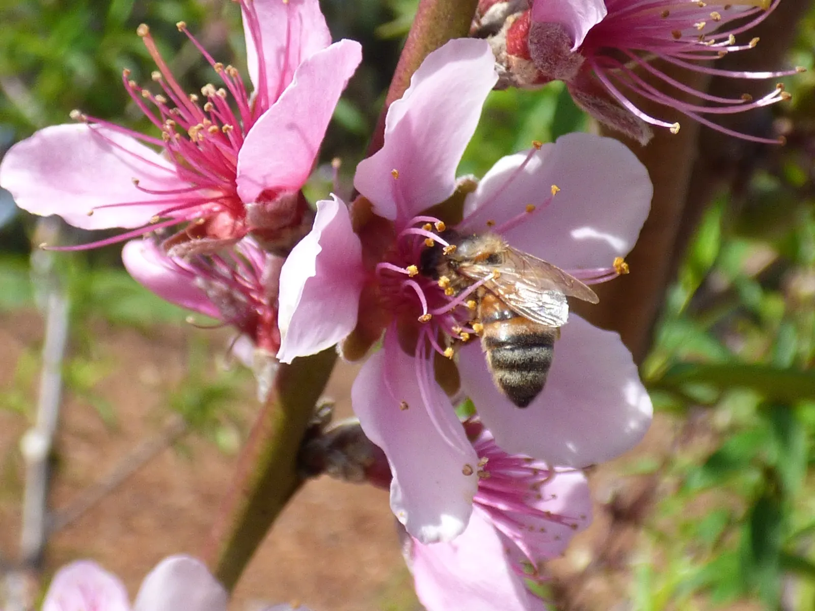 Edible Peach (Prunus Persica) — tree for full