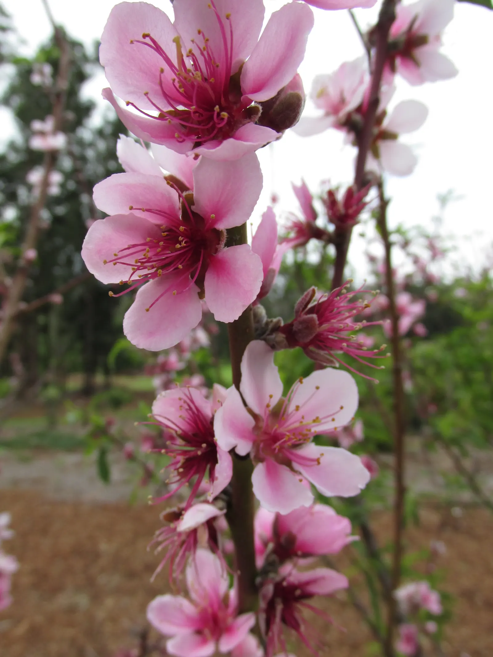 Edible Peach (Prunus Persica) — commonly known as the Edible Peach; the peach tree boasts an array of pink to white flowers