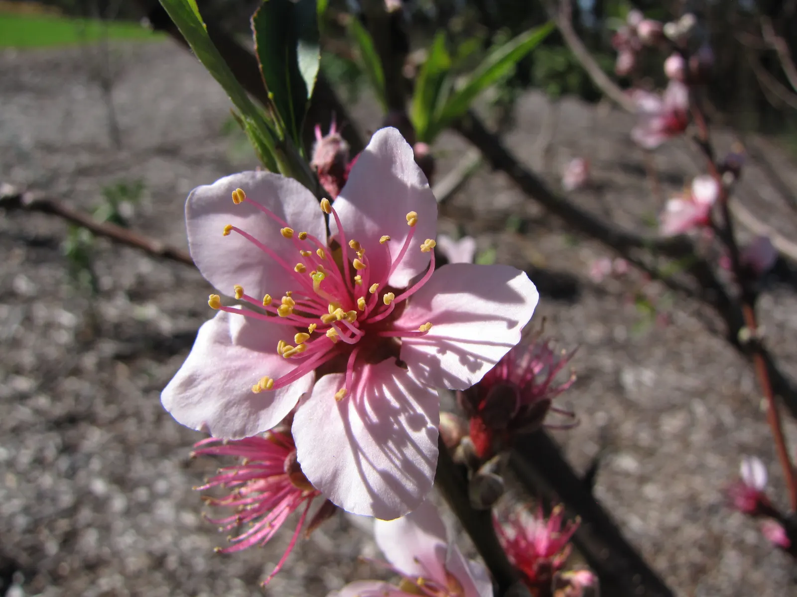 Edible Peach (Prunus Persica) — Mature trees reach 15-25 feet in height with an equal spread; and sweet flavor.<br><br>To ensure a bountiful harvest