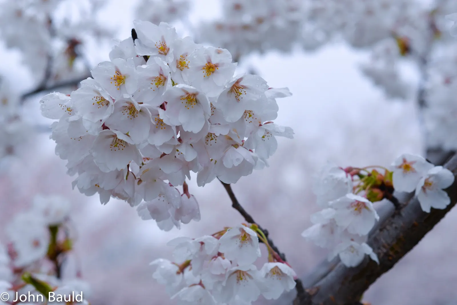 Edible Peach (Prunus Persica) — pink flowers in the garden; it also requires well-drained, image 134