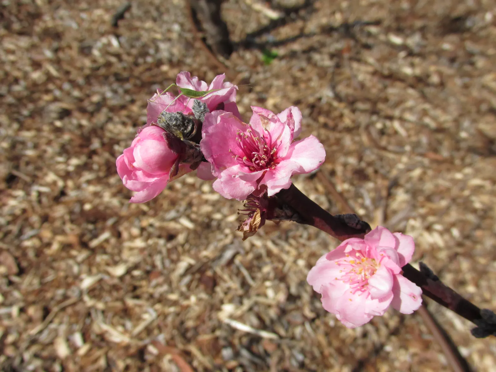 Edible Peach (Prunus Persica) — Peaches demand diligent care; pink flowers in the garden