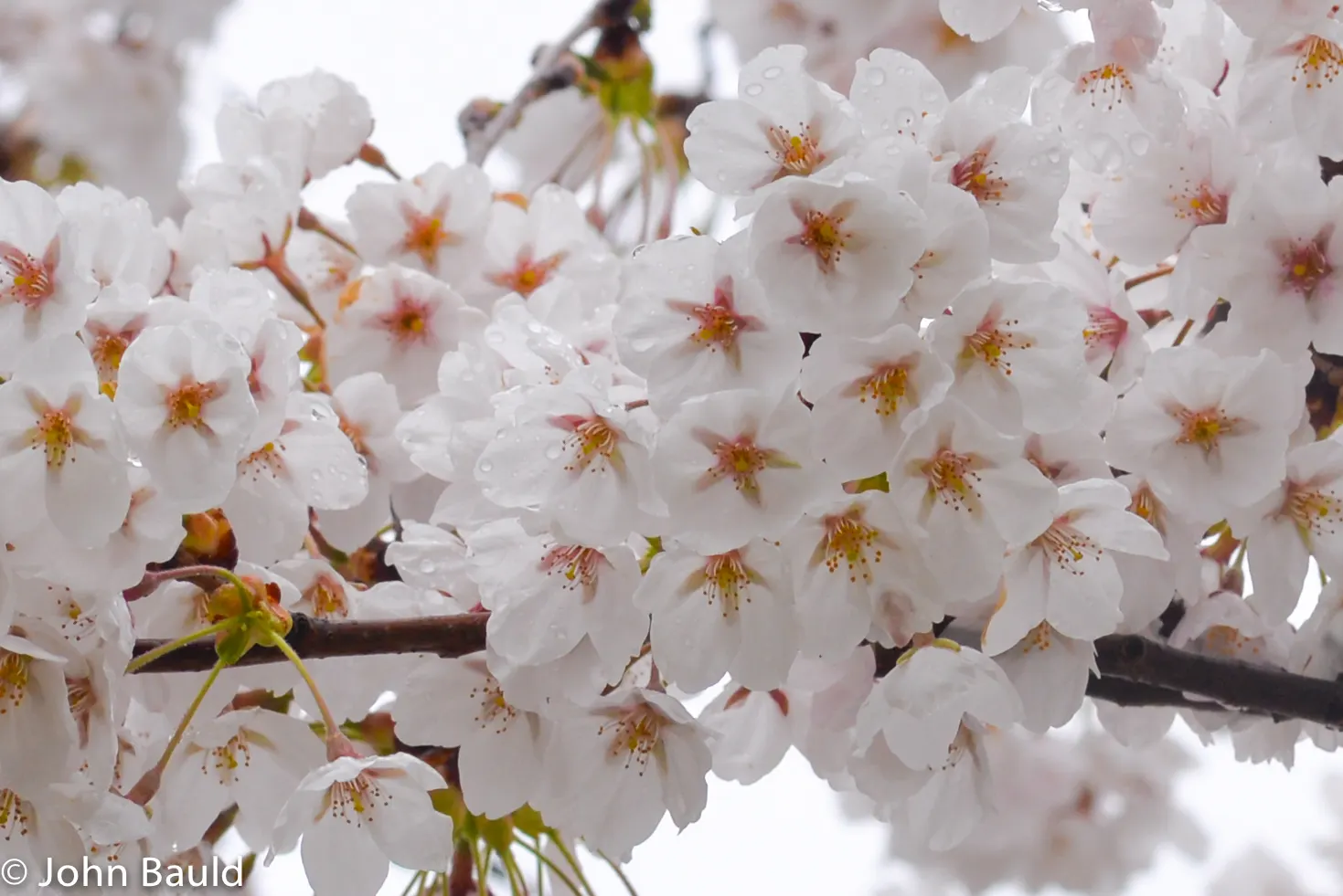 Edible Peach (Prunus Persica) — appealing to both the aesthetic and practical desires of any homeowner or garden enthusiast; native to China but, image 133