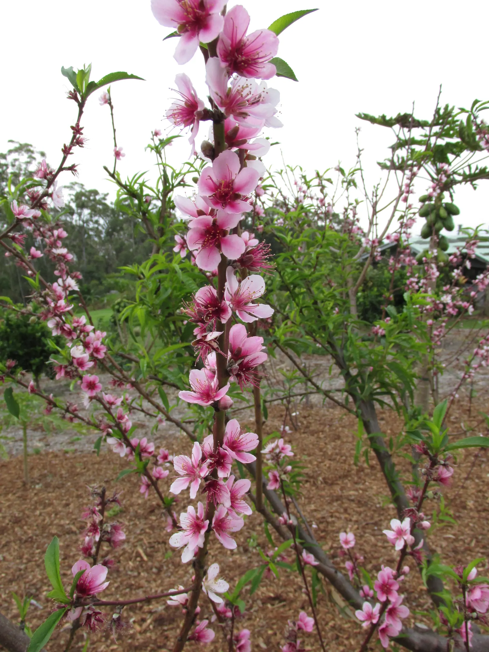 Edible Peach (Prunus Persica) — including regular pruning and pest management; peaches demand diligent care