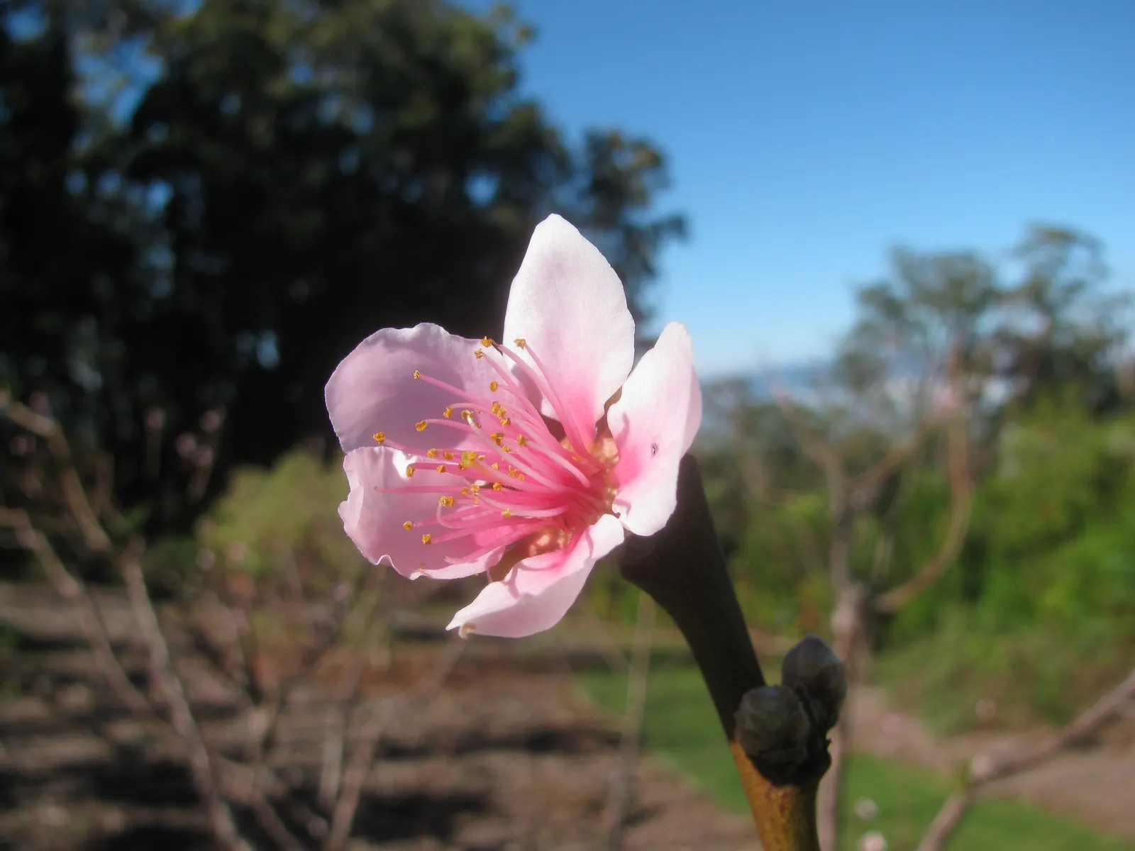 Edible Peach (Prunus Persica) — the peach tree boasts an array of pink to white flowers; as well as regular watering