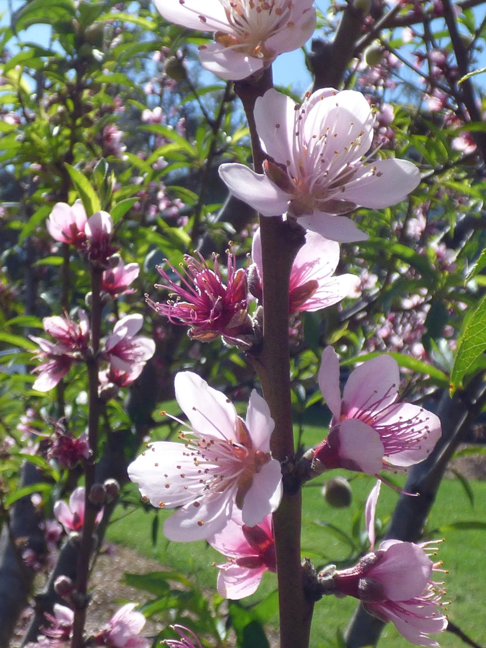 Edible Peach (Prunus Persica) — especially during fruit development; but typically 1 inch of water per week is recommended