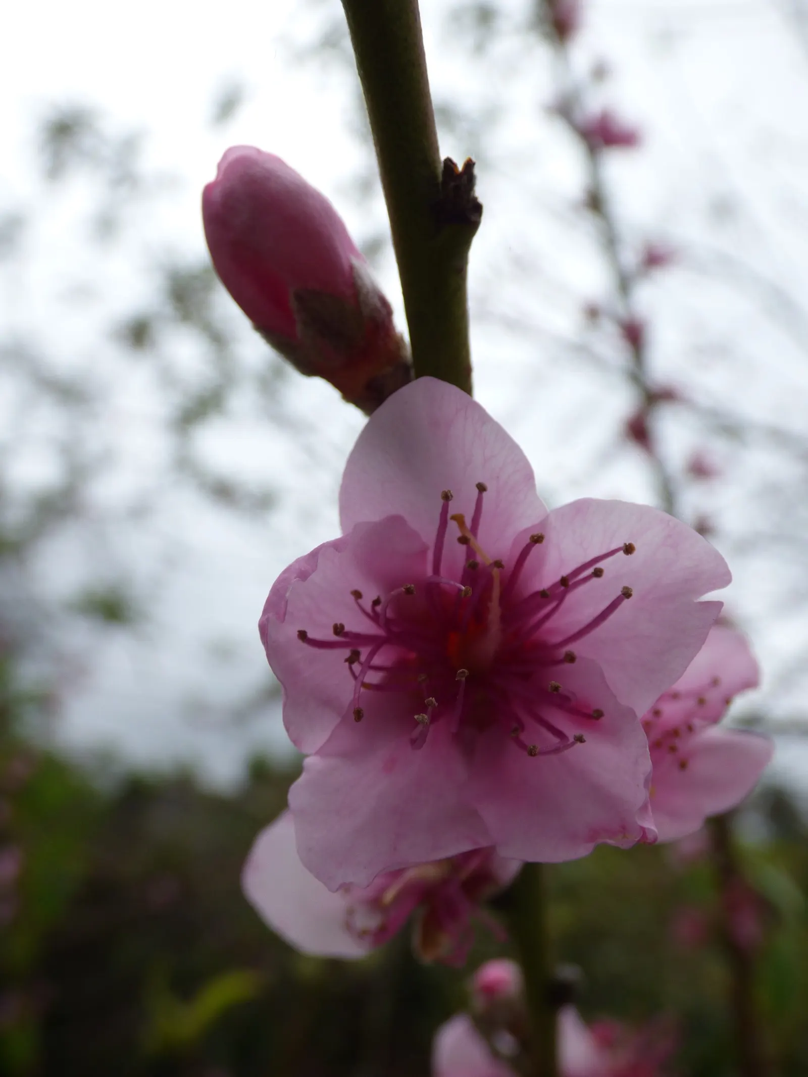 Edible Peach (Prunus Persica) — is a deciduous species famed for its delightful spring blossoms and succulent summer fruits; this tree typically, image 70