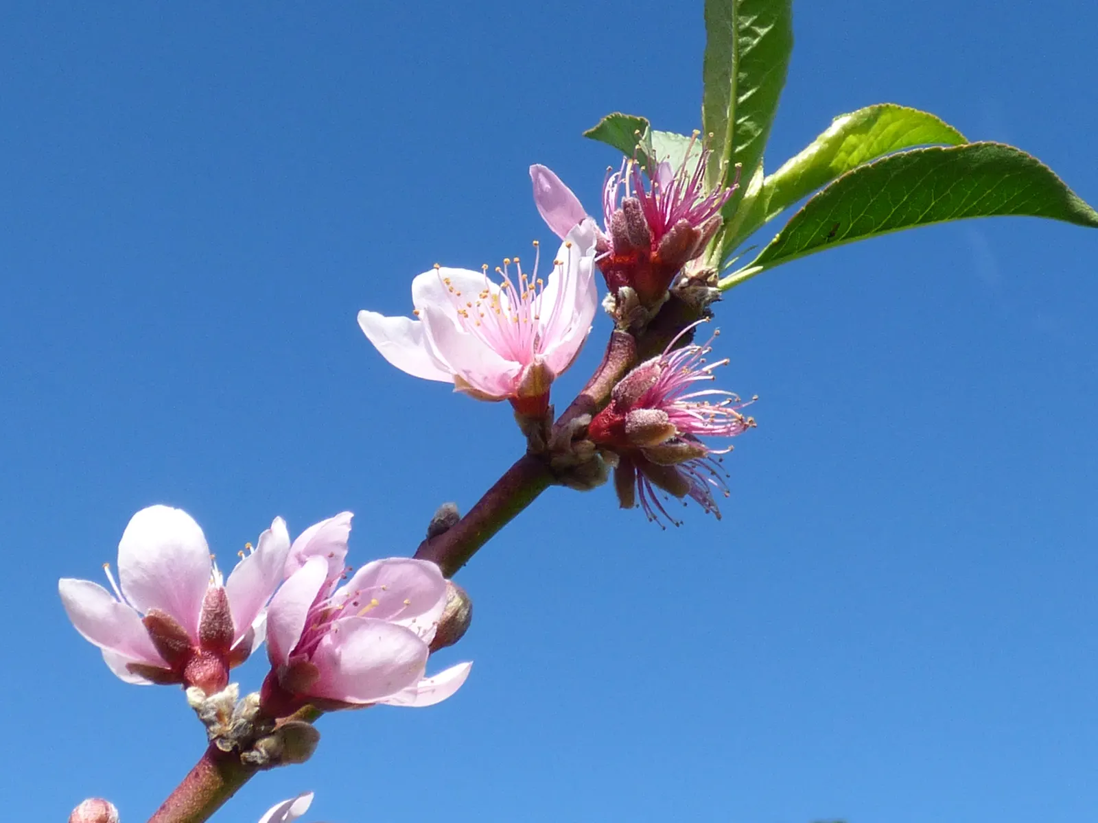 Edible Peach (Prunus Persica) — to ensure a bountiful harvest of 2.5-3 inch diameter; lush silhouette in the landscape.<br><br>The leaves of the peach tree are