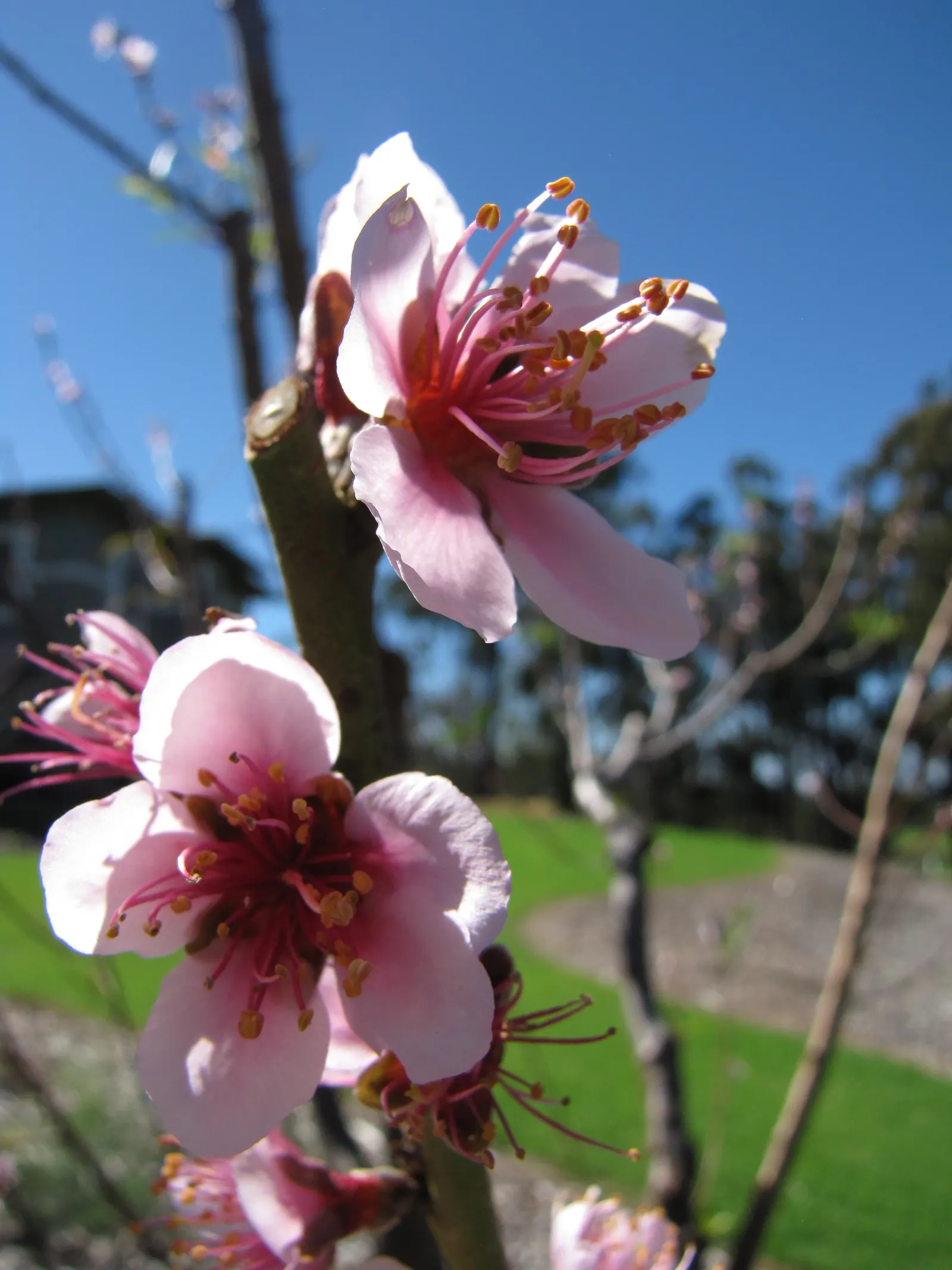 Edible Peach (Prunus Persica) — Native to China but widely cultivated in temperate zones; tree with pink blooms, image 78
