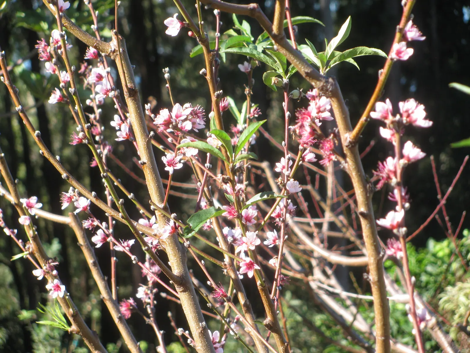 Edible Peach (Prunus Persica) — which reach maturity in late summer to early fall; the tree demands a sunny position