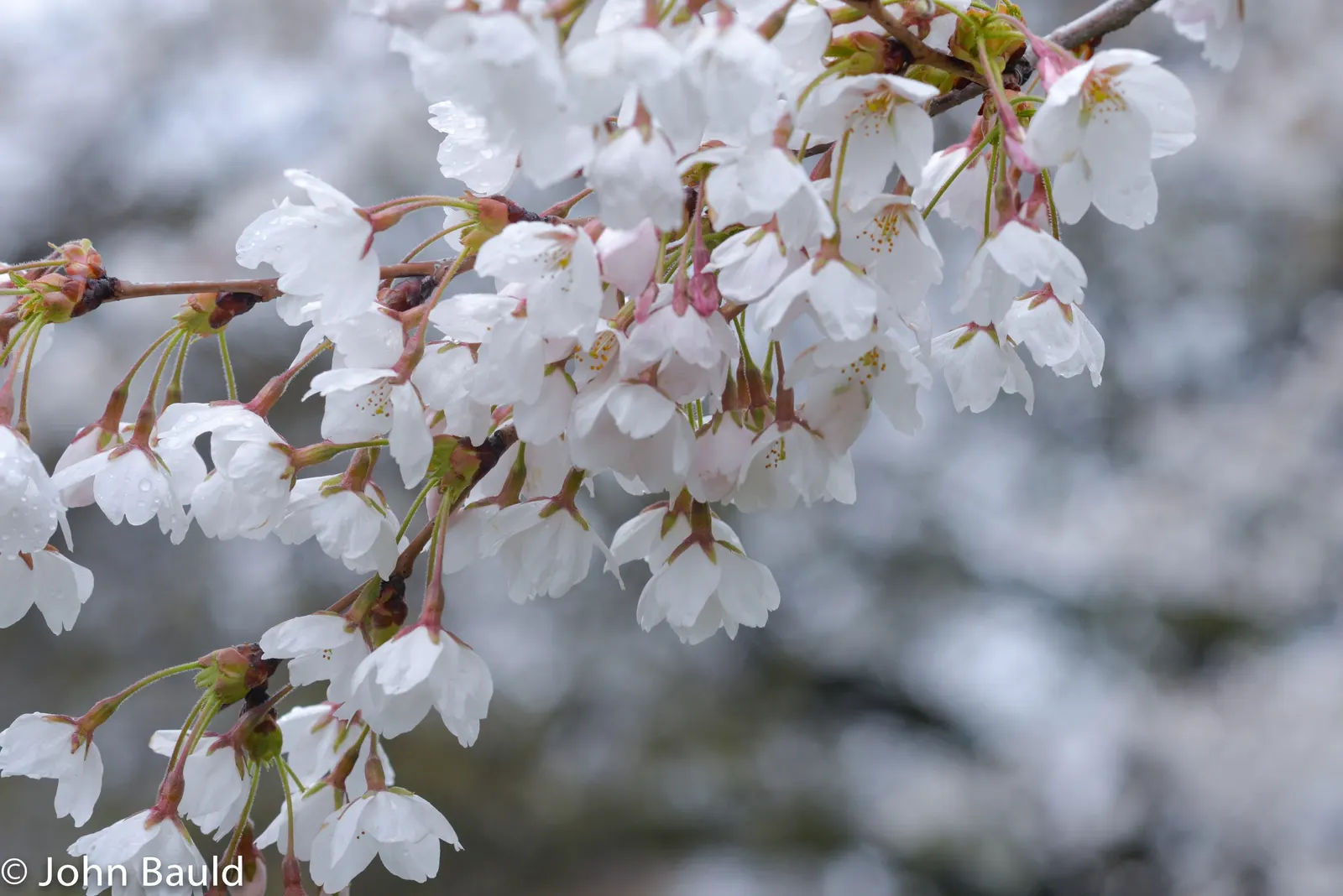 Edible Peach (Prunus Persica) — tree with pink blooms; each peach fruit can measure from 2.5 to 3 inches in diameter and is recognized by its fuzzy, image 135
