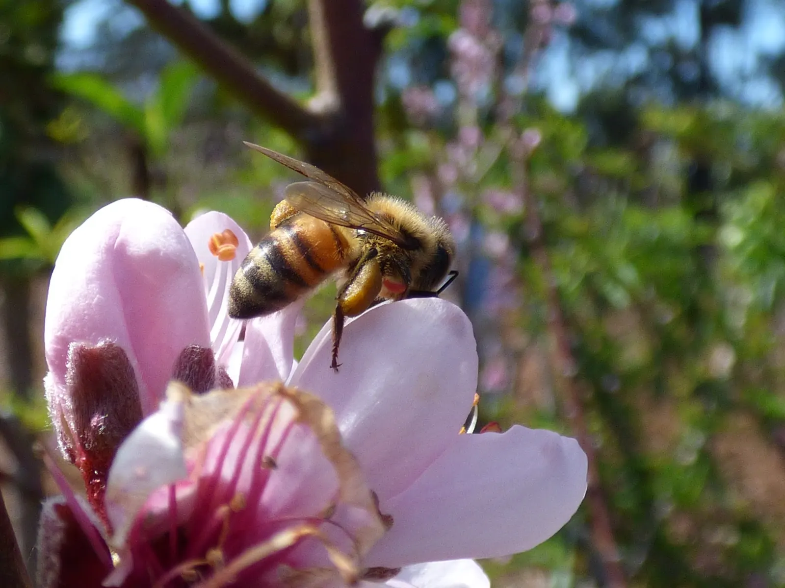 Edible Peach (Prunus Persica) — with each velvety blossom measuring approximately one inch in diameter; commonly known as the Peach Tree