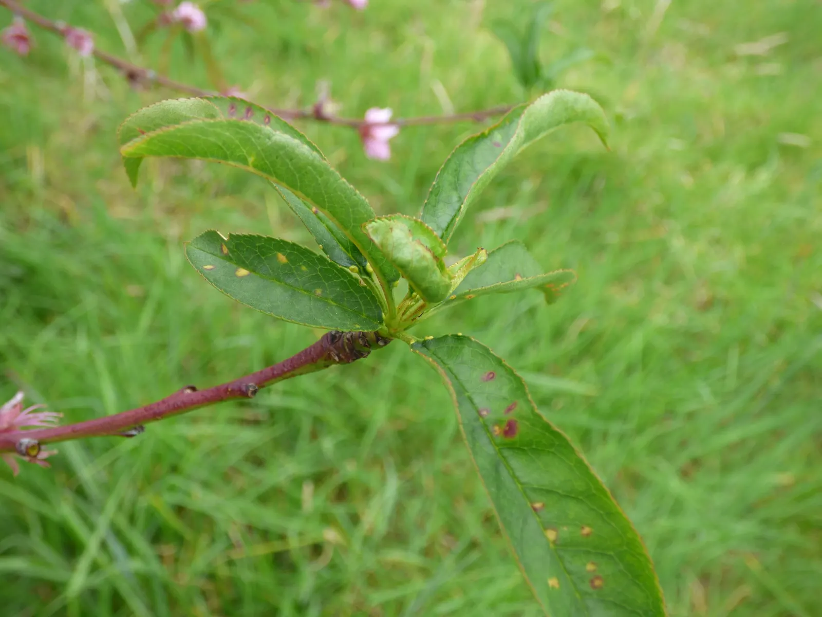 Edible Peach (Prunus Persica) — with at least six hours of direct sunlight to thrive and produce high-quality fruit; to ensure a bountiful harvest, image 84