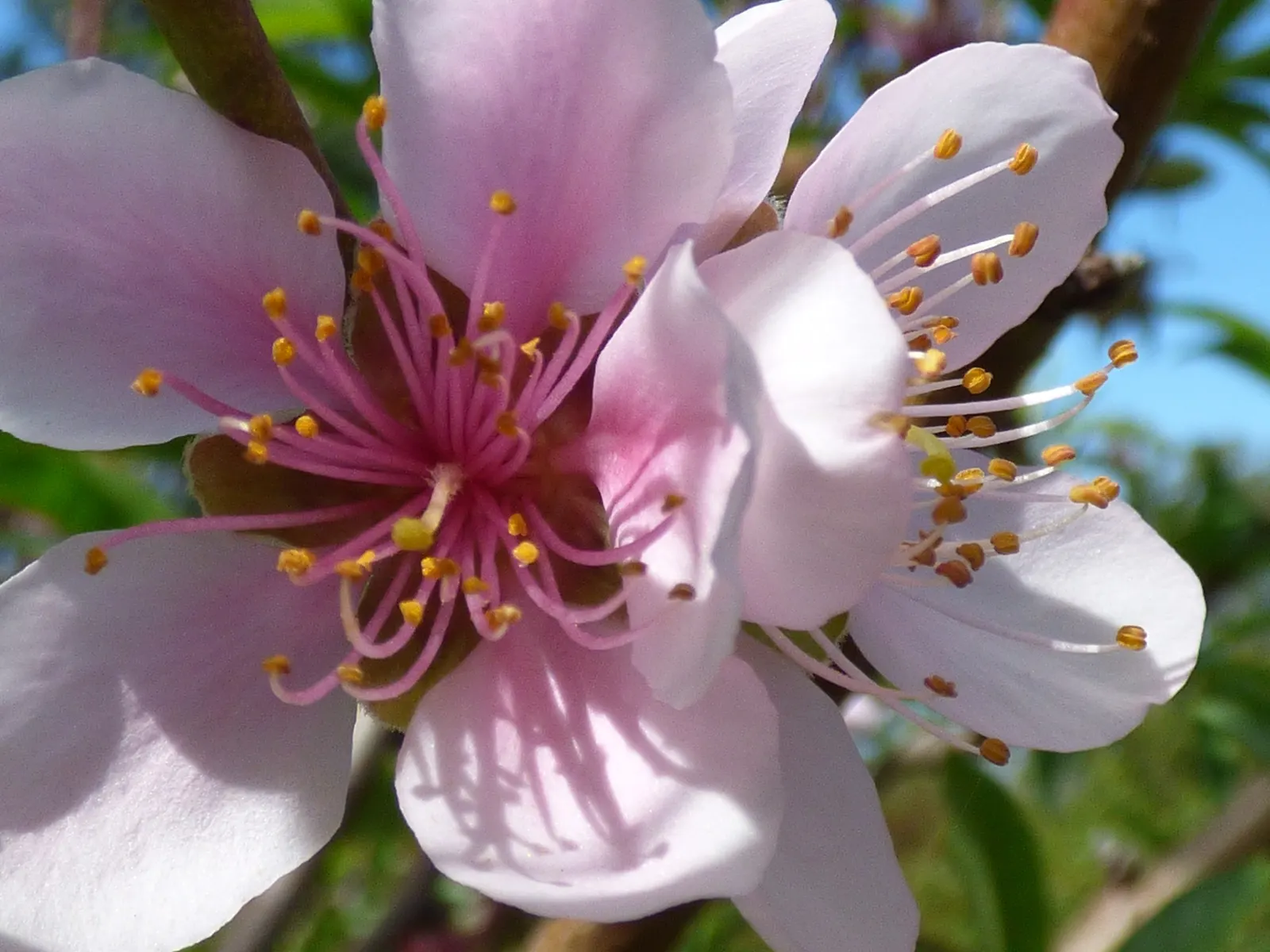 Edible Peach (Prunus Persica) — this tree typically reaches 15 to 25 feet in height and broadens to a canopy spread of similar dimensions; including regular