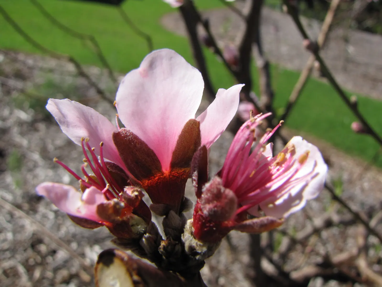 Edible Peach (Prunus Persica) — Peaches demand diligent care