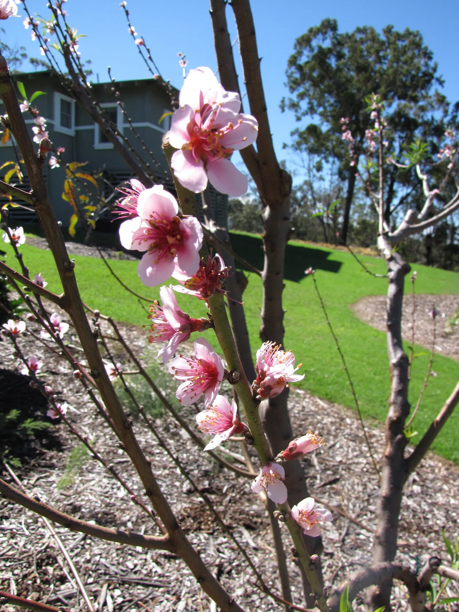 Edible Peach (Prunus Persica) — The tree demands a sunny position; tree for full