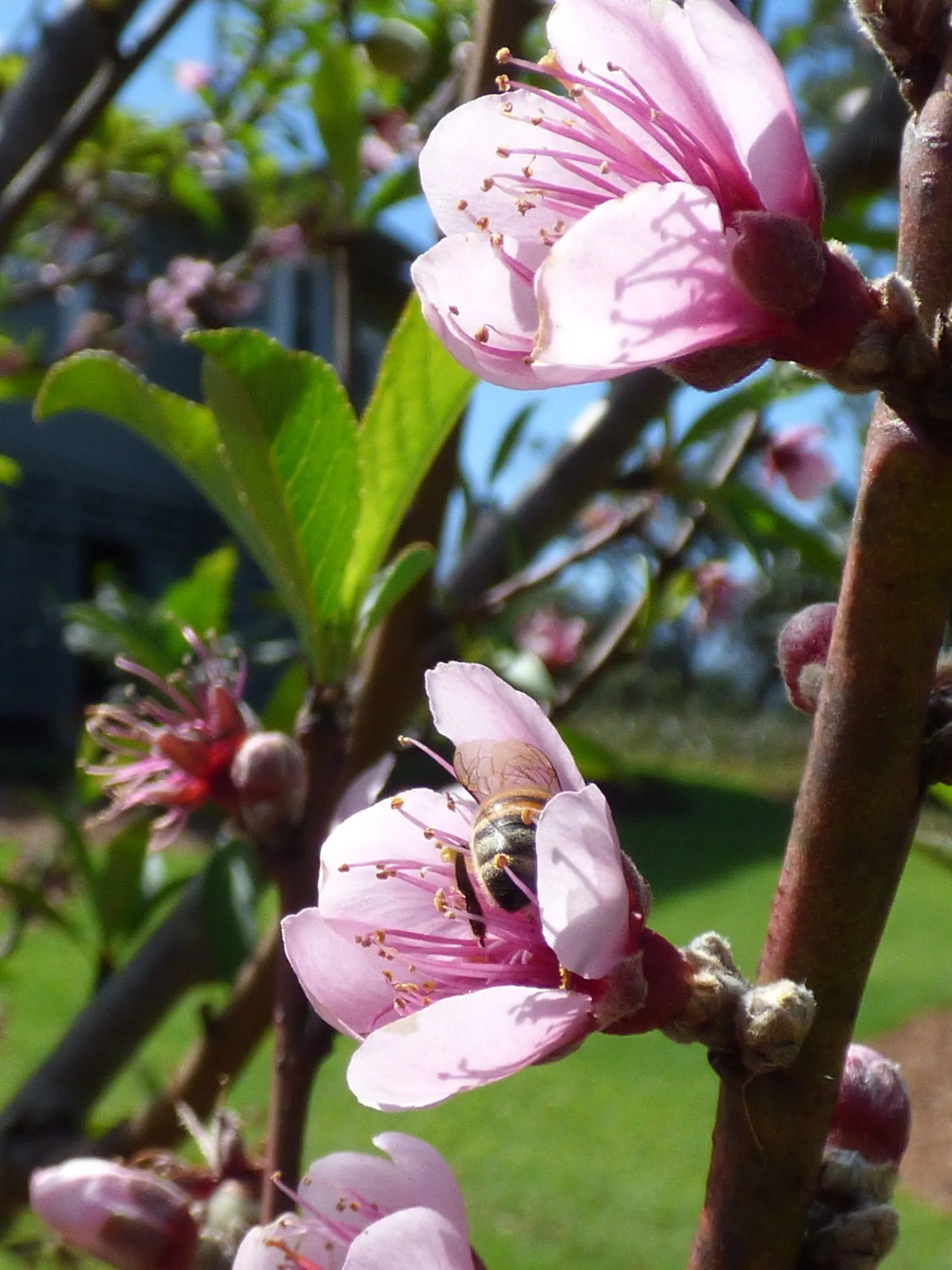 Edible Peach (Prunus Persica) — Each peach fruit can measure from 2.5 to 3 inches in diameter and is recognized by its fuzzy skin