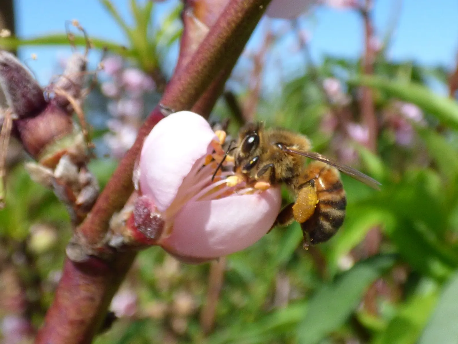 Edible Peach (Prunus Persica) — with at least six hours of direct sunlight to thrive and produce high-quality fruit; to ensure a bountiful harvest of 2.5-3