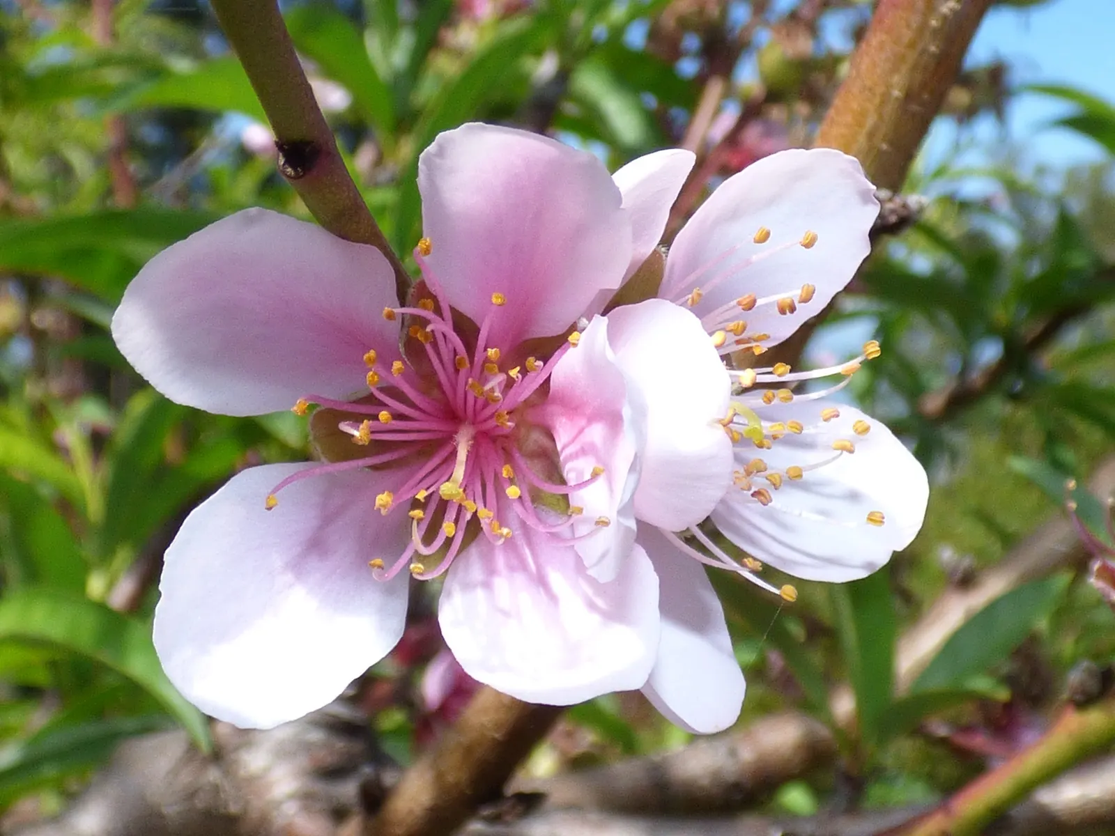 Edible Peach (Prunus Persica) — It thrives in full sun and well-drained soil within USDA zones 5-9; with a pH range of 6 to 7 for optimal, image 71