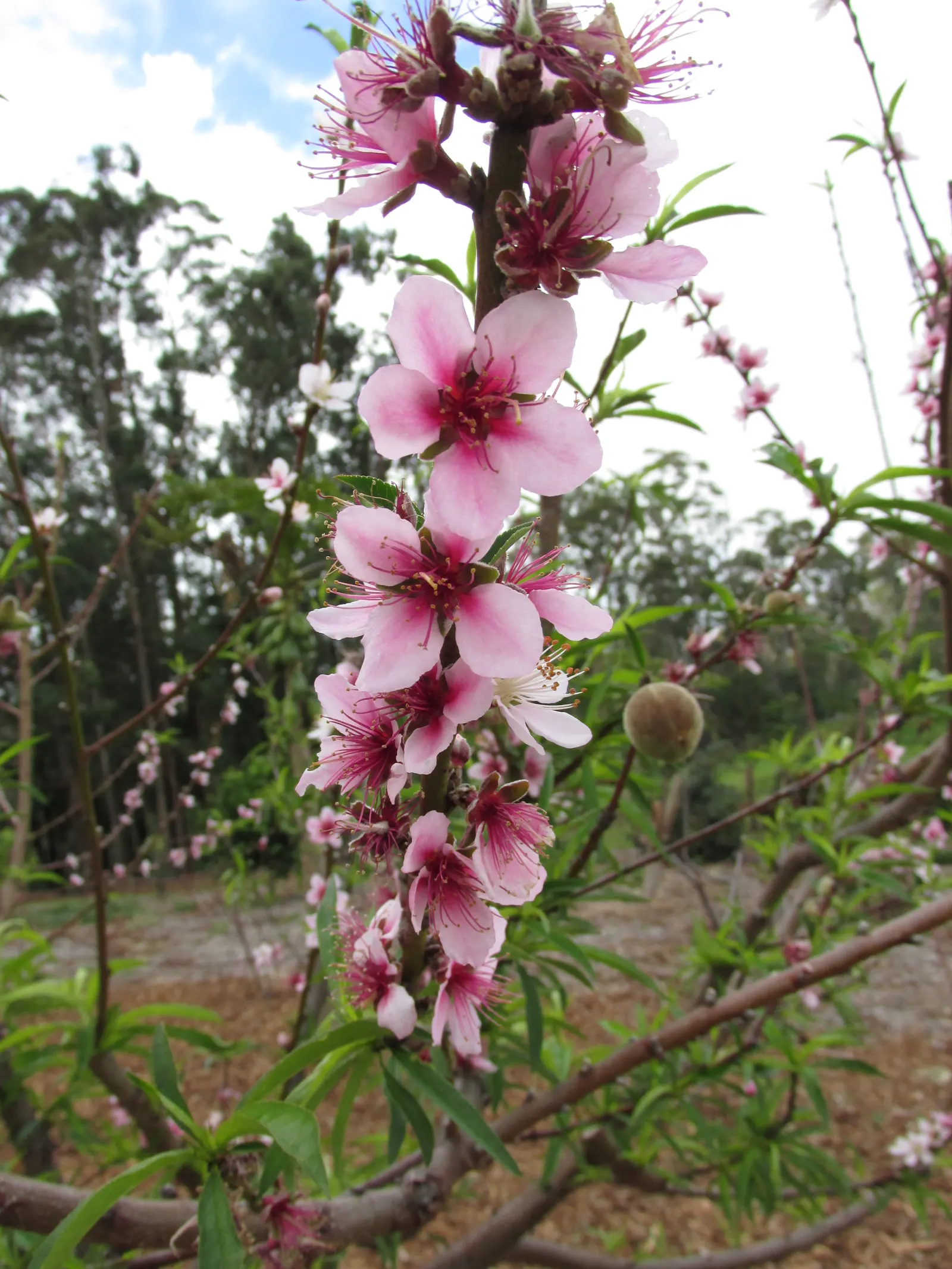 Edible Peach (Prunus Persica) — but typically 1 inch of water per week is recommended; it thrives in full sun and well-drained soil within USDA zones 5-9