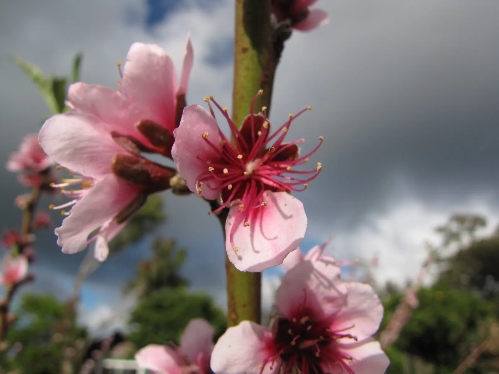 Edible Peach (Prunus Persica) — It thrives in full sun and well-drained soil within USDA zones 5-9; with a pH range of 6 to 7 for optimal