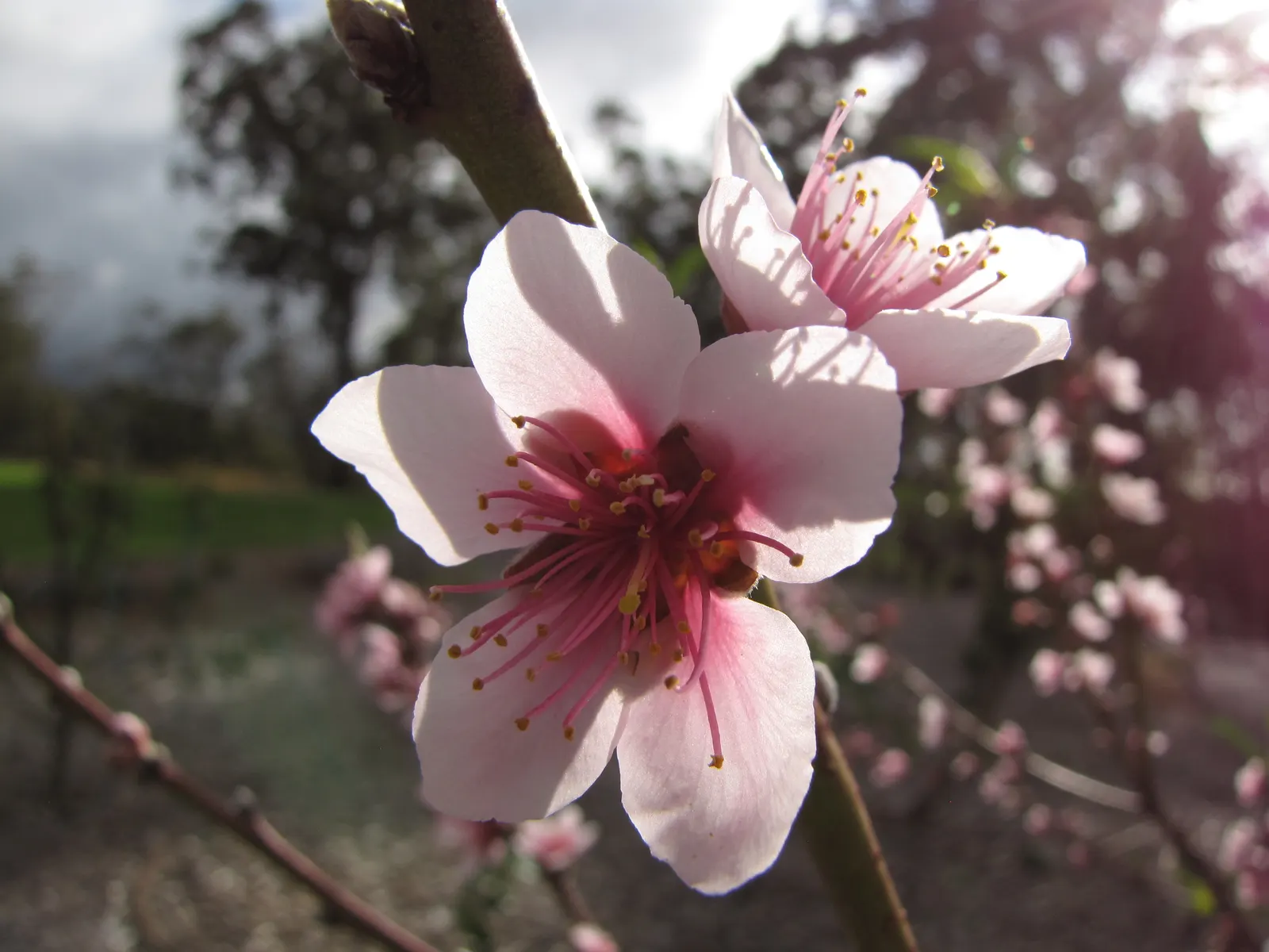 Edible Peach (Prunus Persica) — including annual pruning for shape