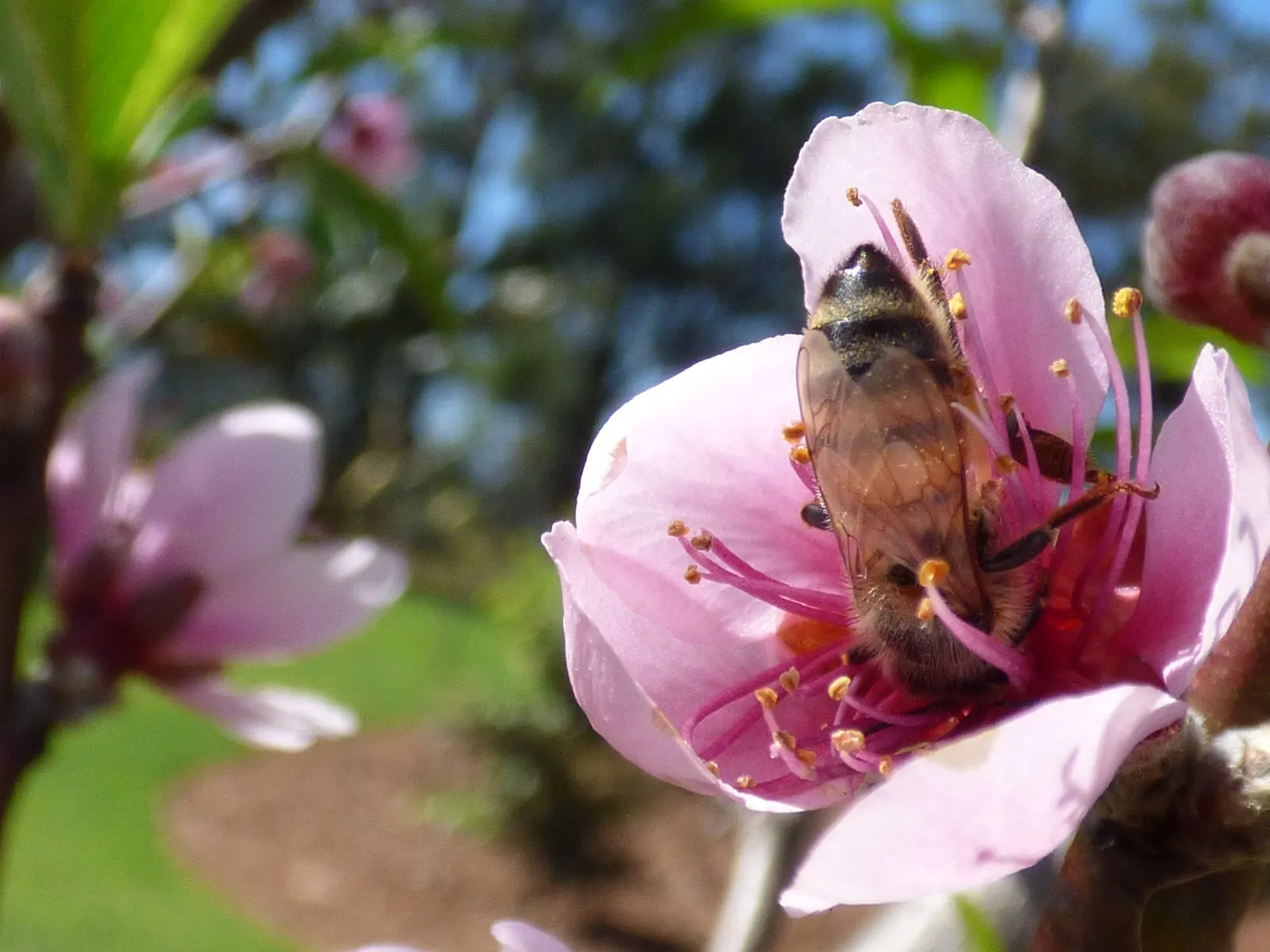 Edible Peach (Prunus Persica) — commonly known as the Peach Tree; mature trees reach 15-25 feet in height with an equal spread, image 69