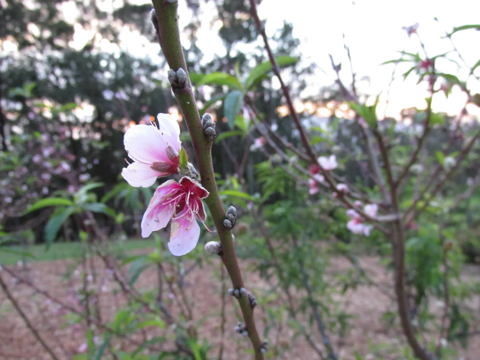 Edible Peach (Prunus Persica) — pink flowers in the garden; it also requires well-drained