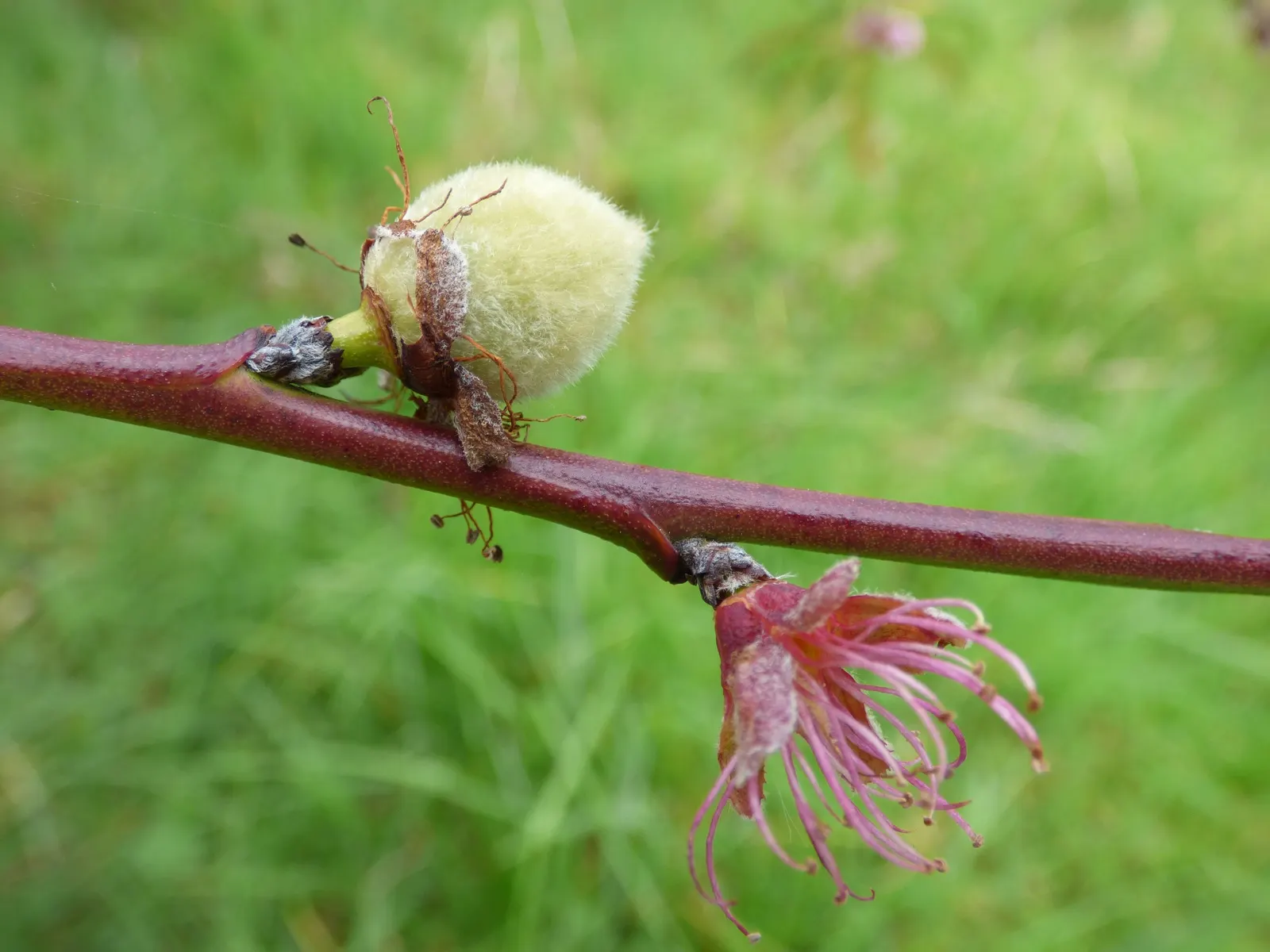Edible Peach (Prunus Persica) — to ensure a bountiful harvest of 2.5-3 inch diameter; lush silhouette in the landscape.<br><br>The leaves of the, image 75