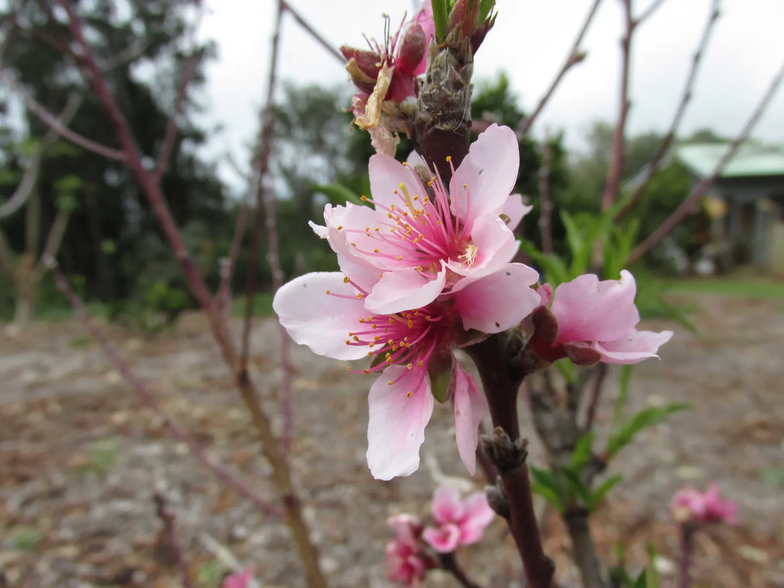 Edible Peach (Prunus Persica) — is a deciduous tree prized for its luscious fruits and early-spring blossoms; proper maintenance is required