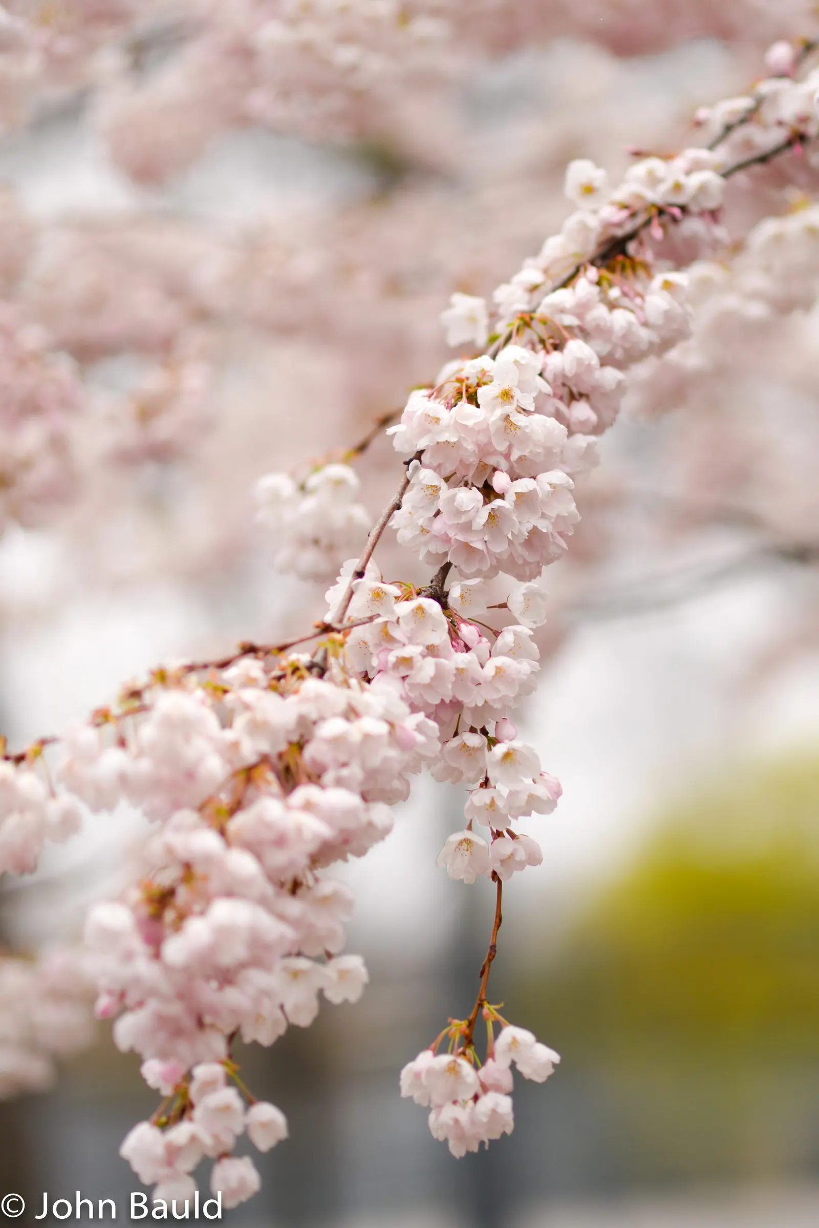 Edible Peach (Prunus Persica) — as well as regular watering; depending on the cultivar, image 130