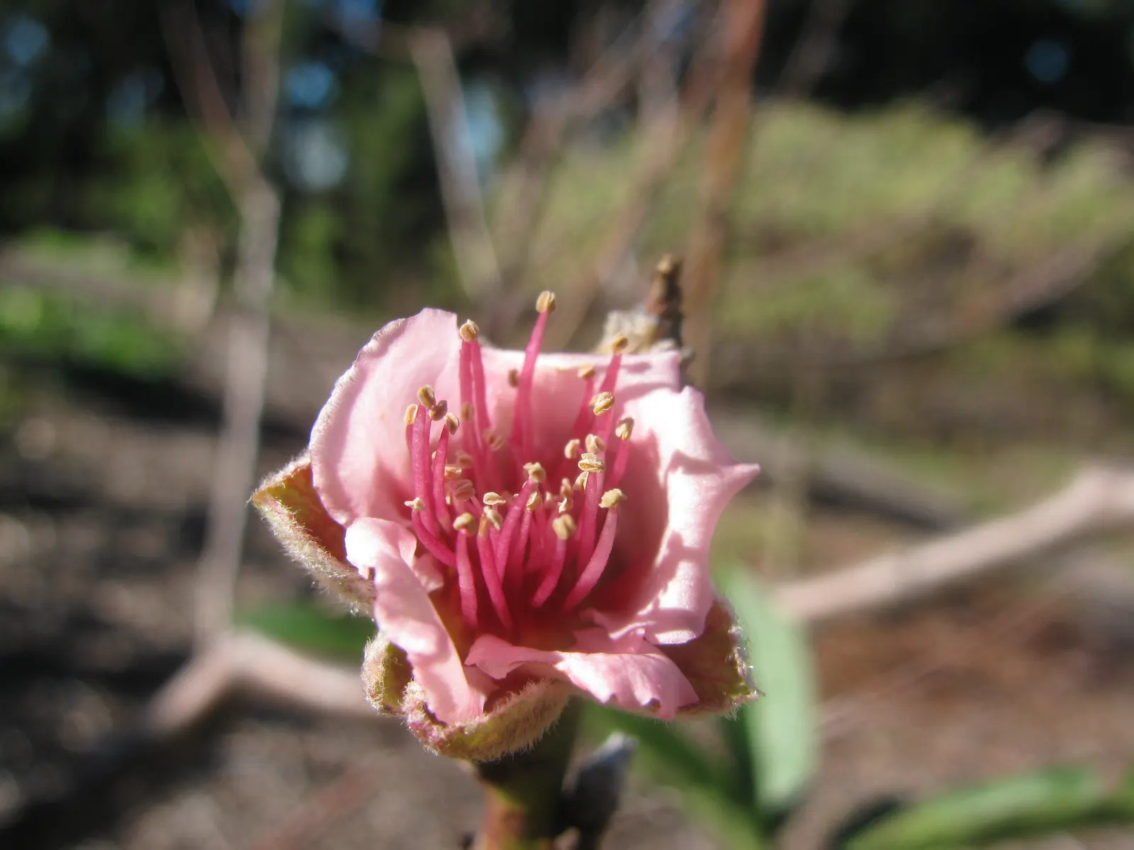 Edible Peach (Prunus Persica) — with a pH range of 6 to 7 for optimal growth.<br><br>Blossoming in early spring before the leaves emerge; these flowers are not