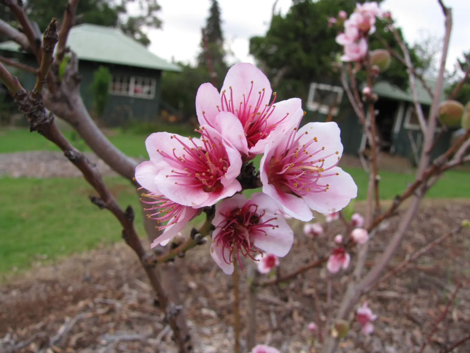 Edible Peach (Prunus Persica) — especially during fruit development
