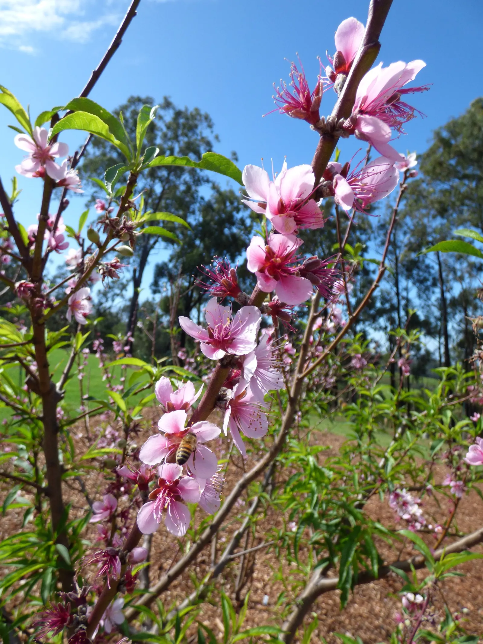 Edible Peach (Prunus Persica) — These flowers are not only ornamental but also signal the subsequent growth of the delectable peaches; commonly known as the