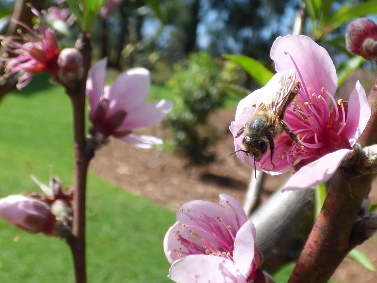Edible Peach (Prunus Persica) — tree for full; appealing to both the aesthetic and practical desires of any homeowner or garden enthusiast