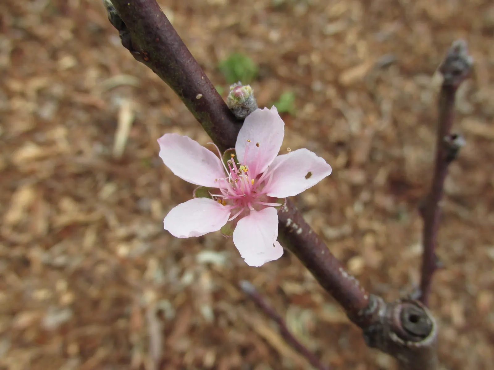 Edible Peach (Prunus Persica) — tree with pink blooms; each peach fruit can measure from 2.5 to 3 inches in diameter and is recognized by its fuzzy skin