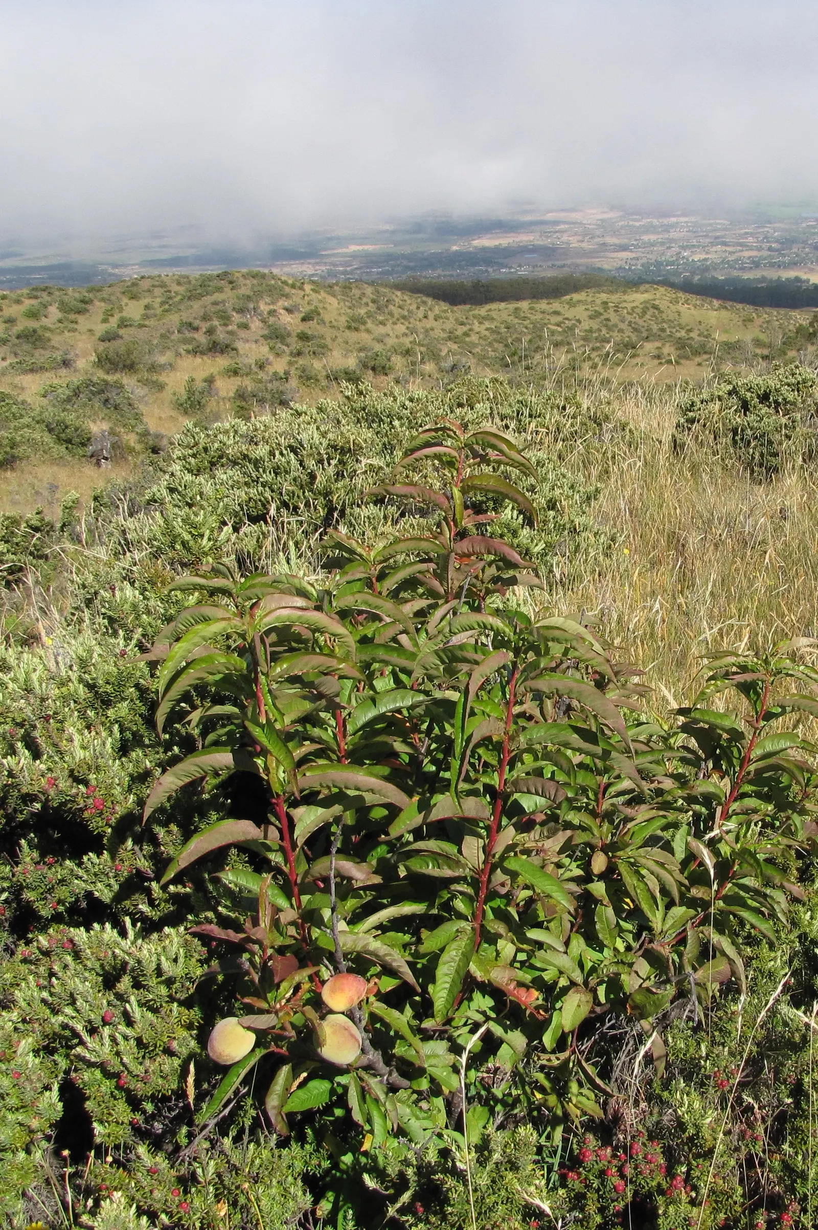 Edible Peach (Prunus Persica) — with a pH range of 6 to 7 for optimal growth.<br><br>Blossoming in early spring before the leaves emerge; these, image 86