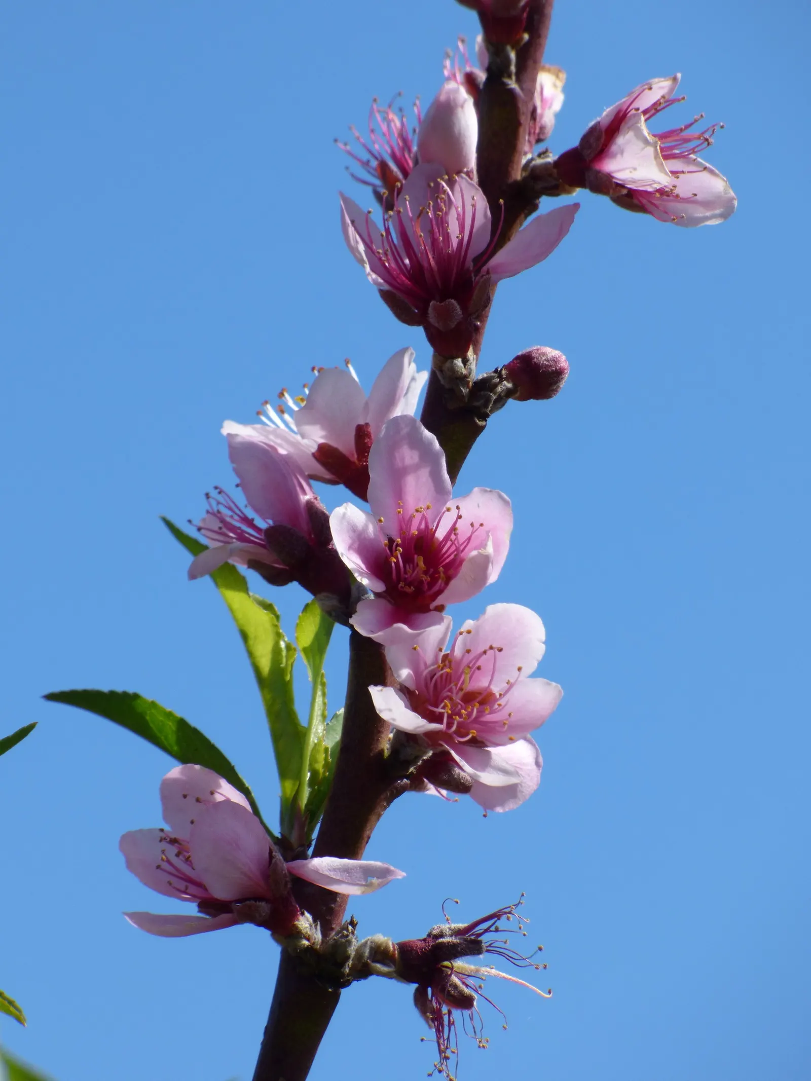 Edible Peach (Prunus Persica) — appealing to both the aesthetic and practical desires of any homeowner or garden enthusiast; native to China but widely