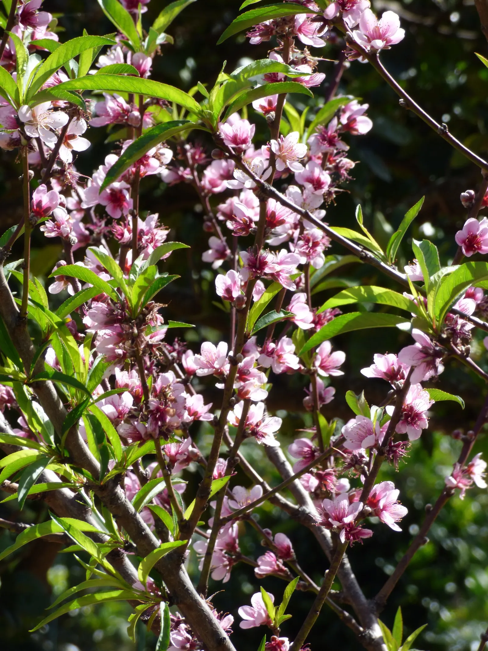 Edible Peach (Prunus Persica) — commonly known as the Peach Tree; mature trees reach 15-25 feet in height with an equal spread