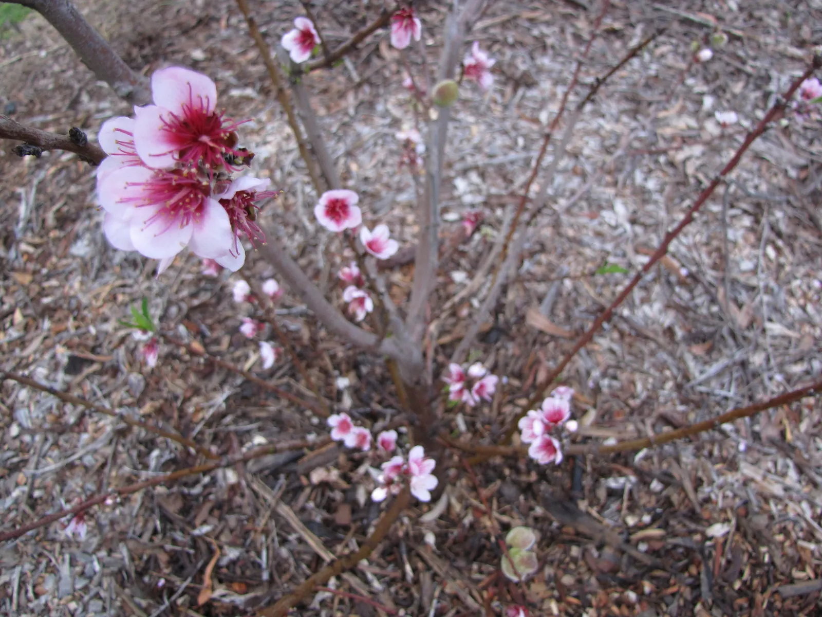 Edible Peach (Prunus Persica) — appealing to both the aesthetic and practical desires of any homeowner or garden enthusiast
