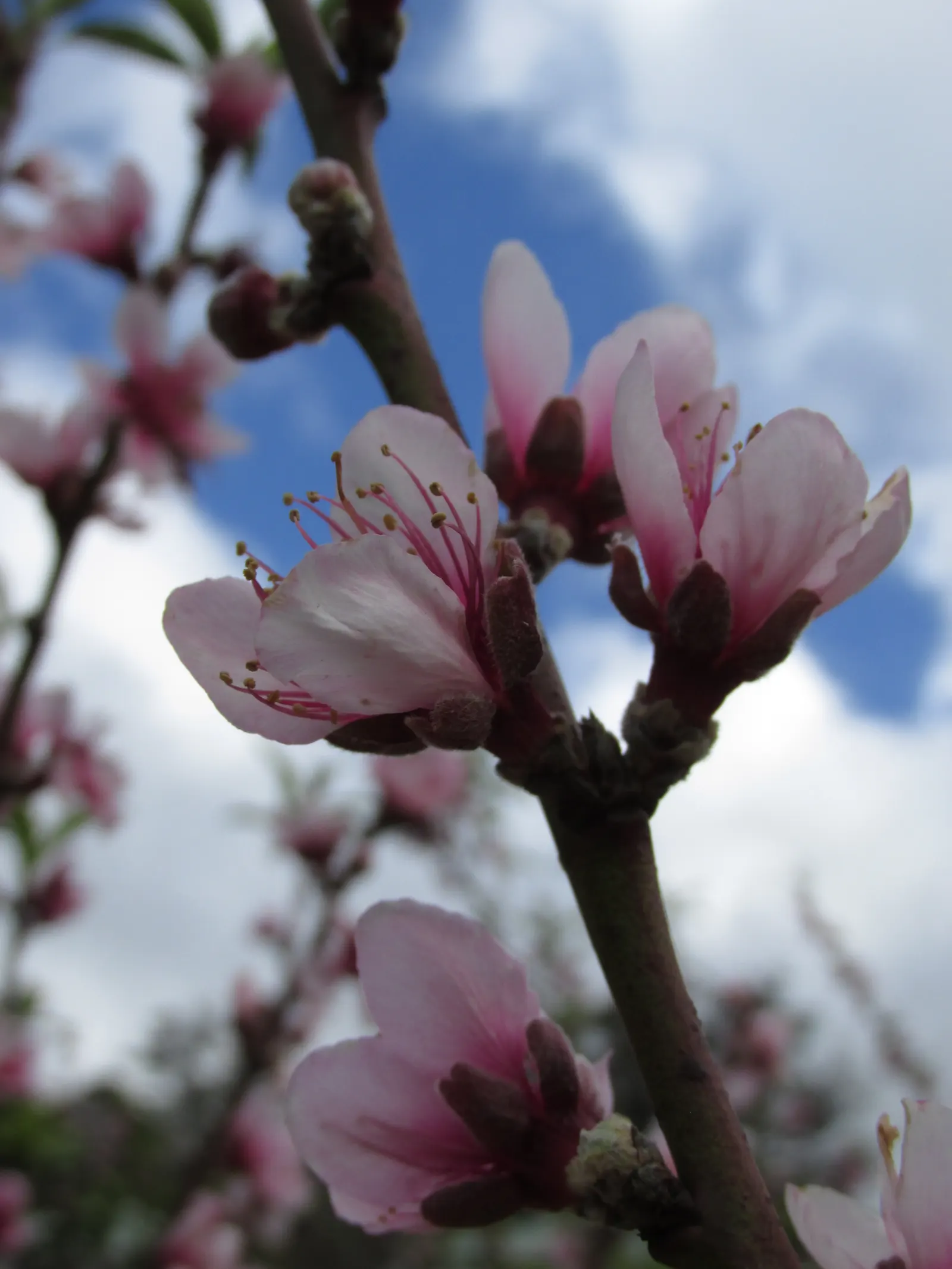 Edible Peach (Prunus Persica) — Native to China but widely cultivated in temperate zones; tree with pink blooms
