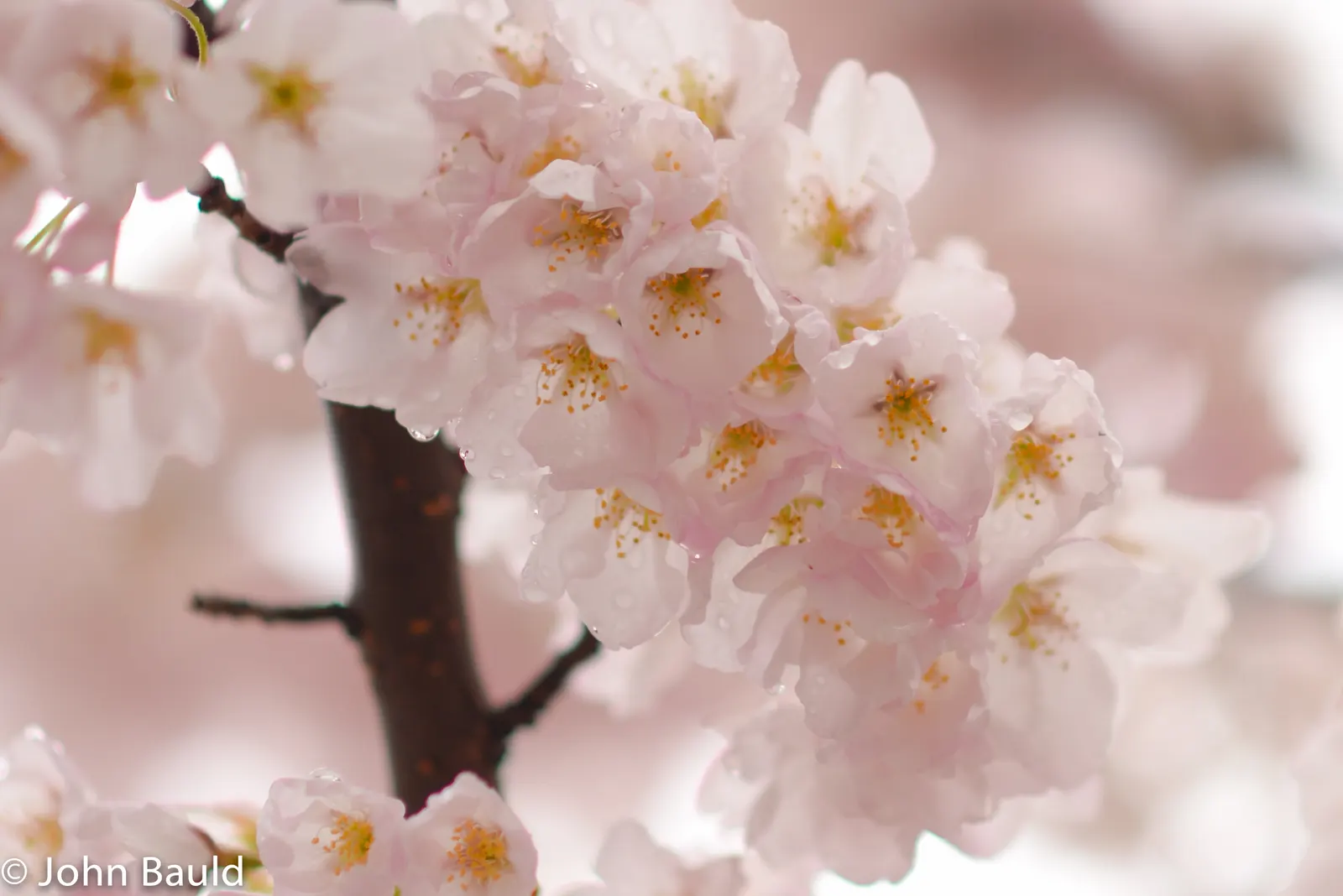 Edible Peach (Prunus Persica) — especially during fruit development; but typically 1 inch of water per week is recommended, image 131