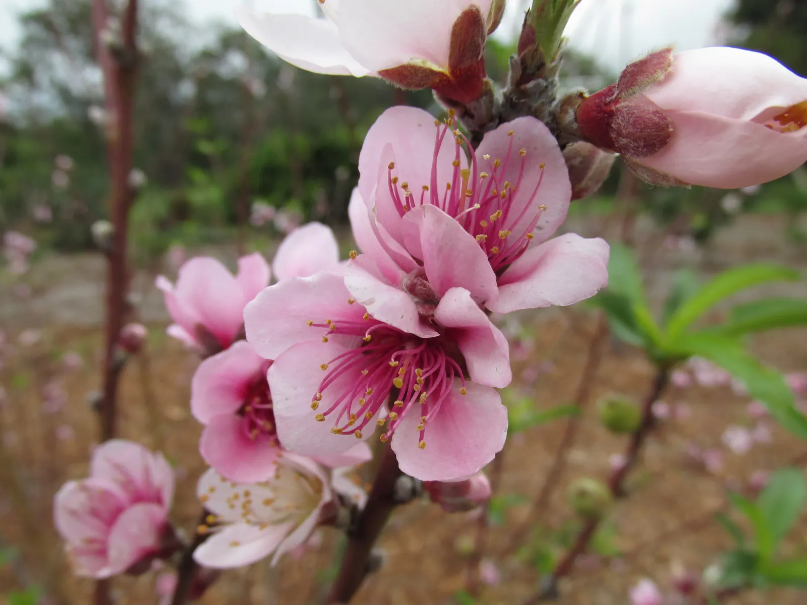 Edible Peach (Prunus Persica) — tree with pink blooms