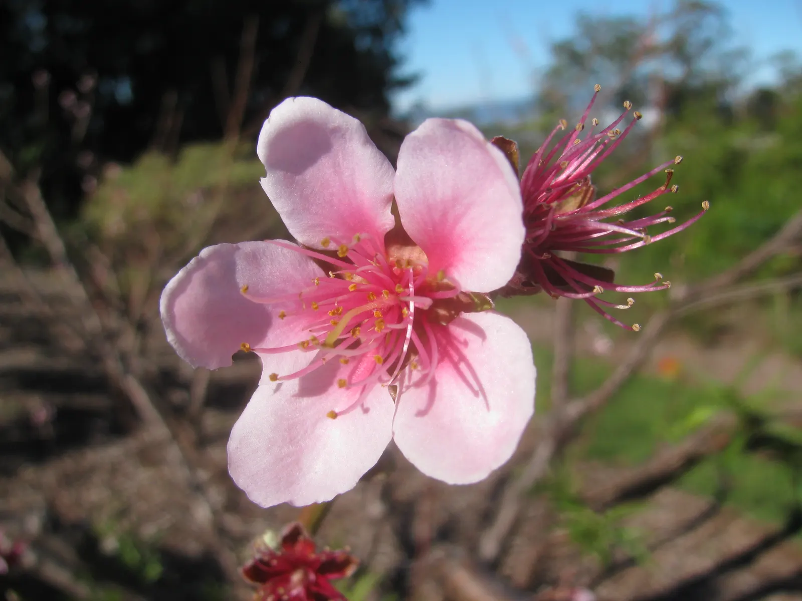 Edible Peach (Prunus Persica) — is a deciduous species famed for its delightful spring blossoms and succulent summer fruits; this tree typically reaches 15 to